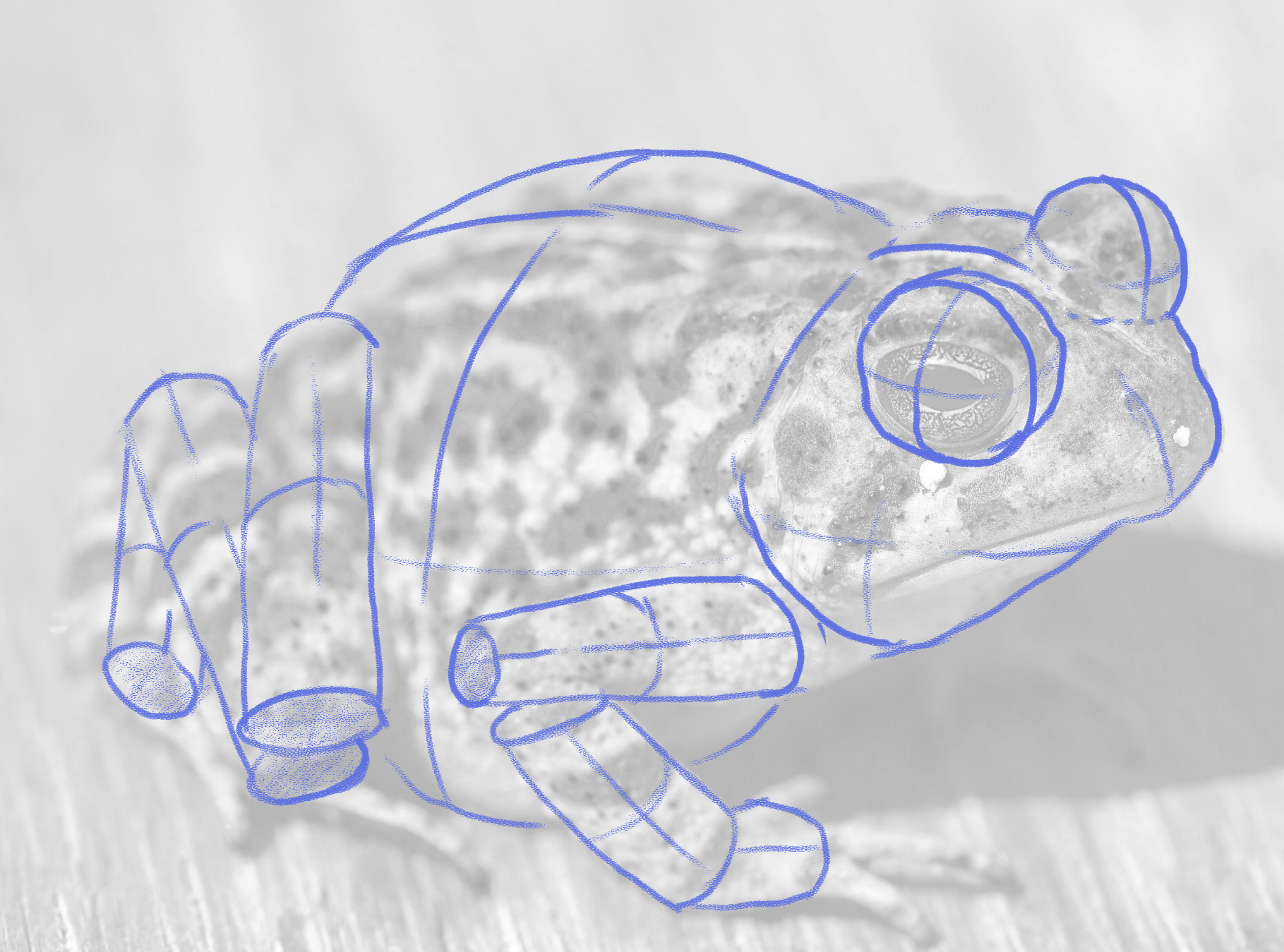 frog broken down into basic geometry
