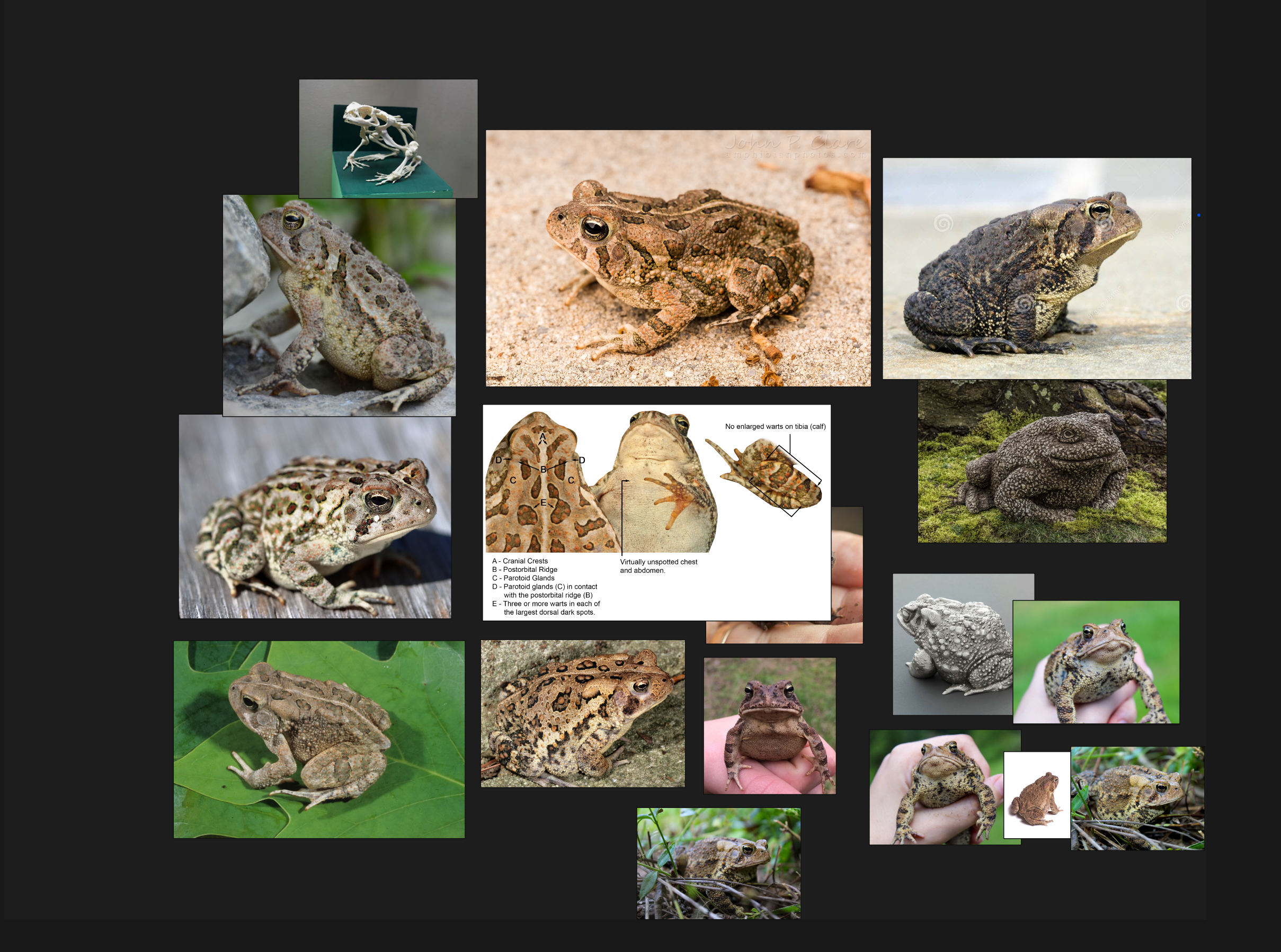 frog reference board